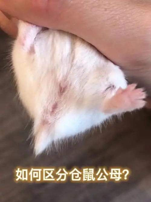 如何区分仓鼠金丝熊的公母?