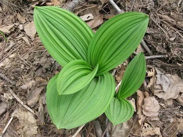 中风偏瘫,口齿不清,农村有毒的野草竟是中风良药