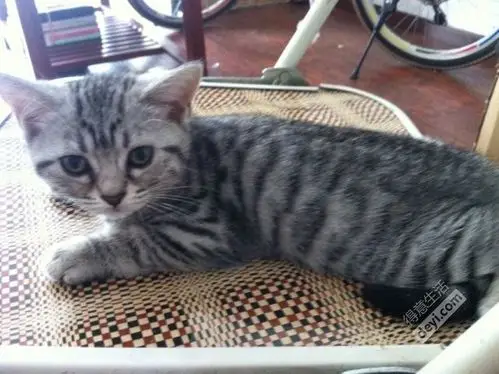 (转让)美短 虎斑 鱼骨刺 纯立耳 dd mm 包疫苗头胎