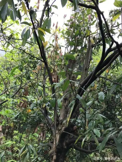 这就是我们今天找到的一棵老茶树,名字叫老鹰茶