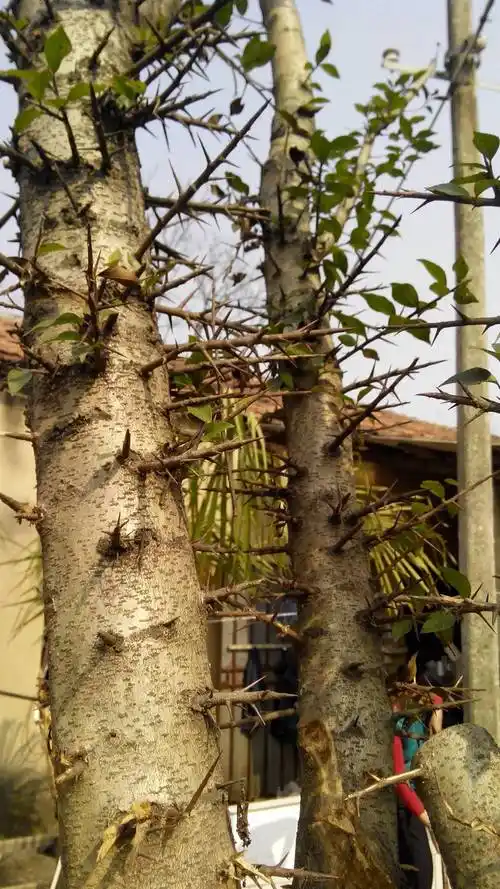 你好,这个是大风子科植物柞木/蒙子树,学名xylosma racemosum 常绿