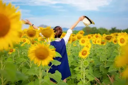 重新生活在向日葵花田里,在夏日里,在快乐的职业中,重新审视旅行生活
