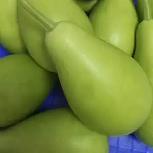 福建漳州菜葫芦瓜新鲜食用圆葫芦瓠子蒲瓜瓠瓜农家种植蔬菜4斤装