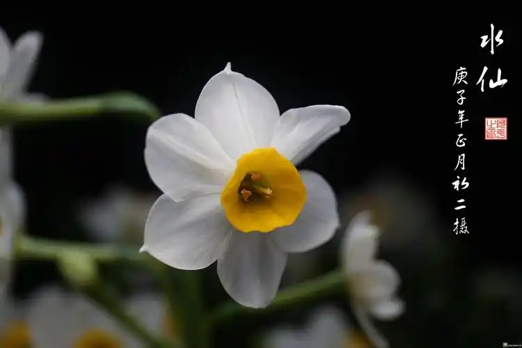 水仙- 摄影沙龙 - 深圳论坛