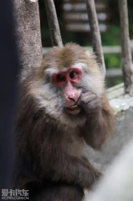 这只红脸的老猴子,露出狰狞的面孔,在此拦路打劫游人