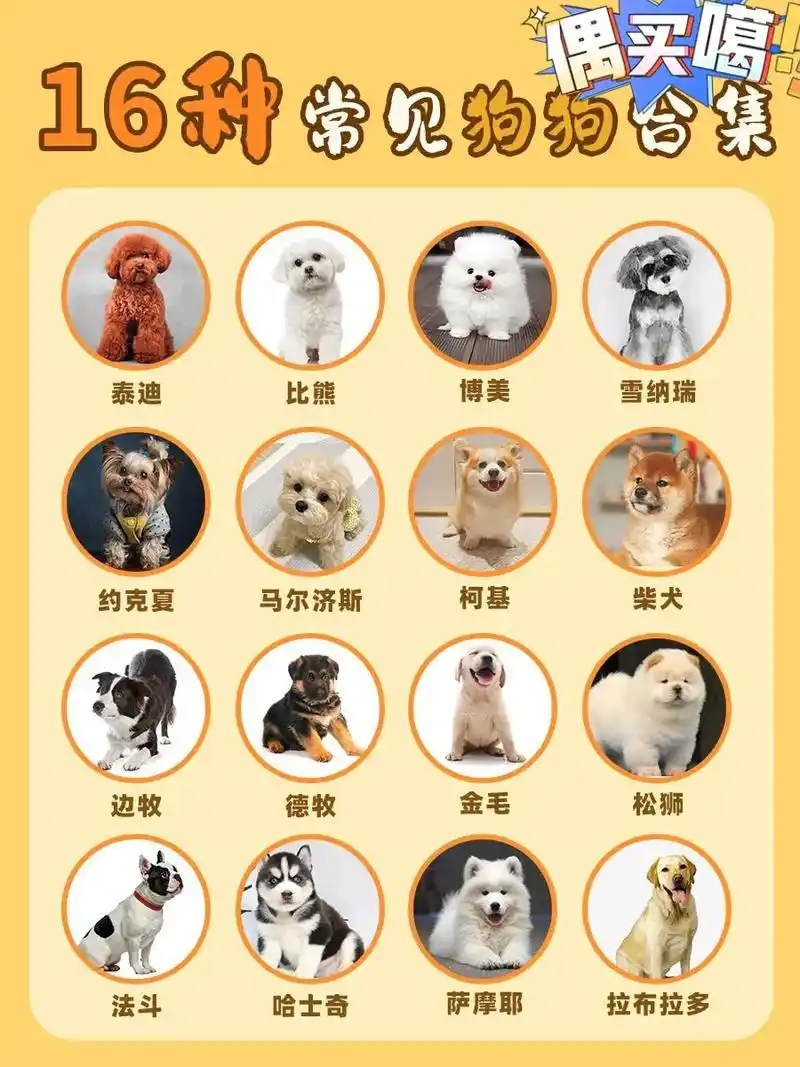 16种狗狗常见合集,优缺点详细介绍,新手养狗要了解#新手养狗 - 抖音