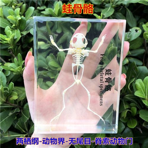 妙普乐昆虫标本真虫 蛇鸟动物骨骼标本 真实树 白色 蛙骨骼