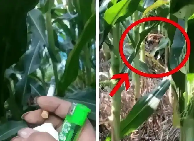 玉米地无意间发现的我该怎么办心里好慌现在走还来的急吗