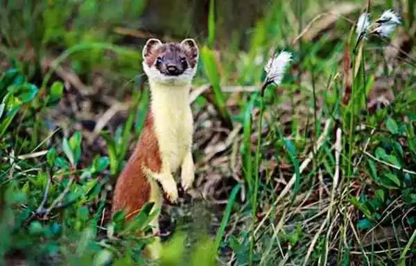 黑尾貂的变装 更高级, 别的动物变装是一身白, 它偏不,还