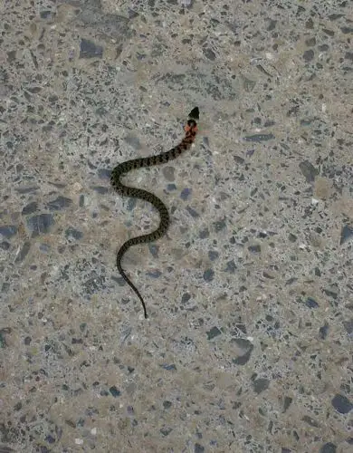 按默认排序|按时间排序 3条回答  3 分钟前 2873968|十级 这是草花蛇