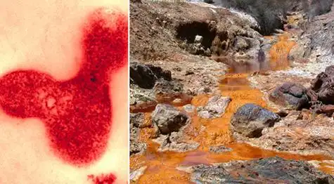 ferroplasma acidophilum细菌