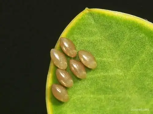 各种昆虫的卵21张