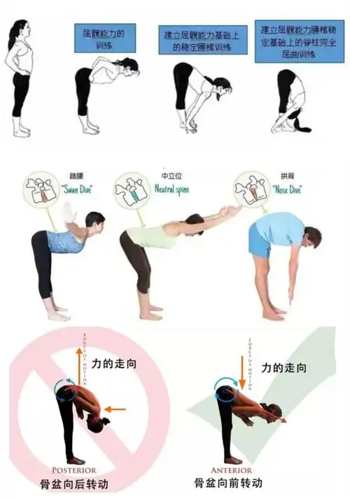 屈髋的意思其实是屈曲你的髋关节,让髋关节去做前屈,而不是用你的腰