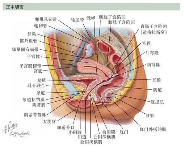 最全面实用的盆腔器官奈特解剖图集,值得收藏!