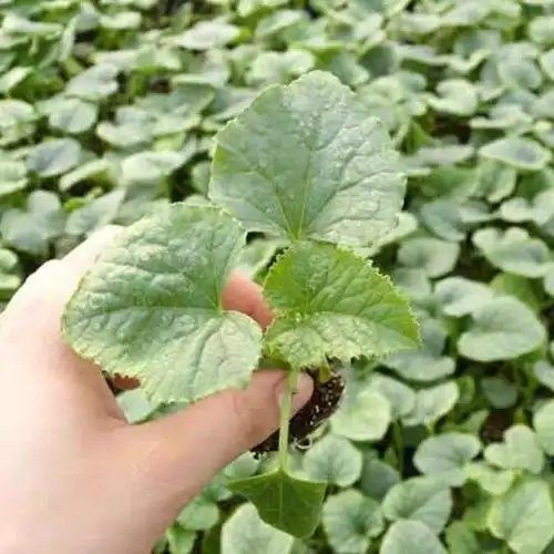 园艺苦瓜苗丝瓜苗大冬瓜苗小冬瓜苗南瓜苗佛手瓜苗蔬菜等大冬瓜苗5棵