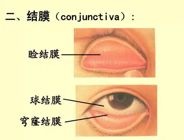 收藏版世界上最精密的仪器60张人眼解剖图片