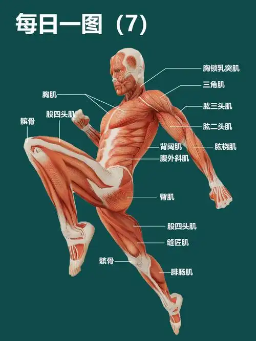人体动态肌肉结构图7