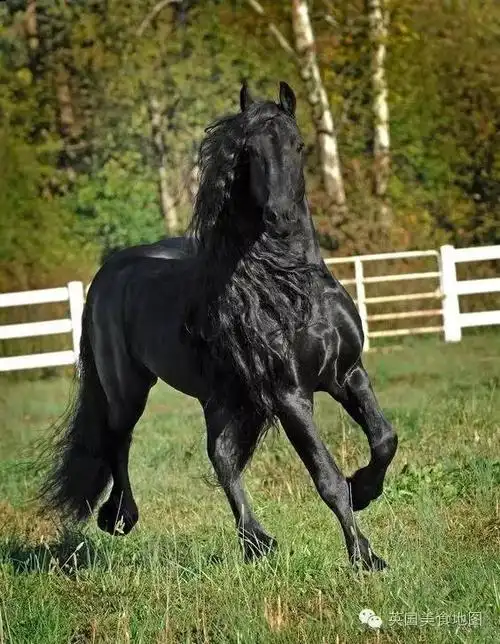 帅到让人想要嫁给他的黑马,而它眼里只有最爱的女主人