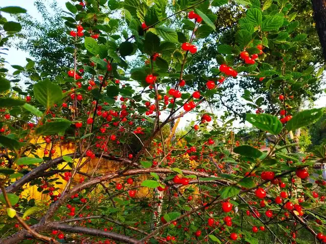 山林野果毛樱桃