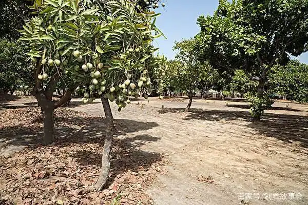 腰果种植需要了解什么内容