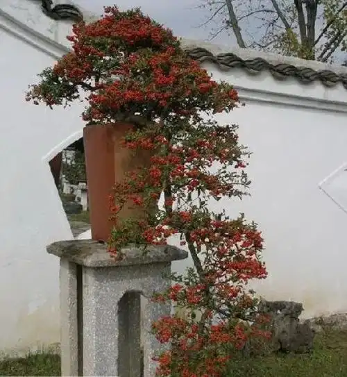 火棘盆景的鉴赏与制作管理