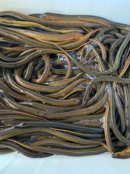 如何提高鳝鱼的产量?