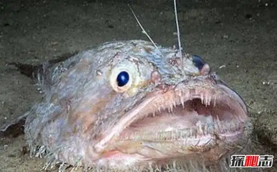海洋十大鬼鱼每一种都丑陋无比令人望而生畏