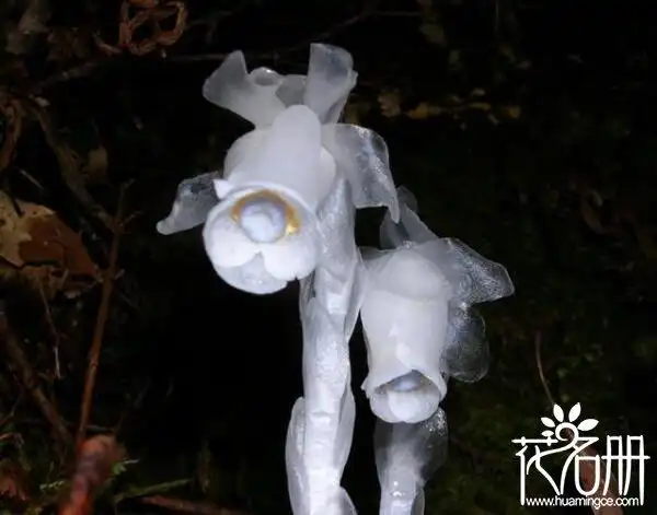 曼陀罗,曼陀罗花单叶互生,上部是对生状,黑色曼陀罗的花语是无间的爱