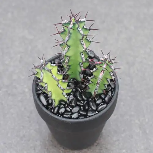 植物员外鬼角麒麟稀有品种大戟科多肉绿植花卉多肉植物