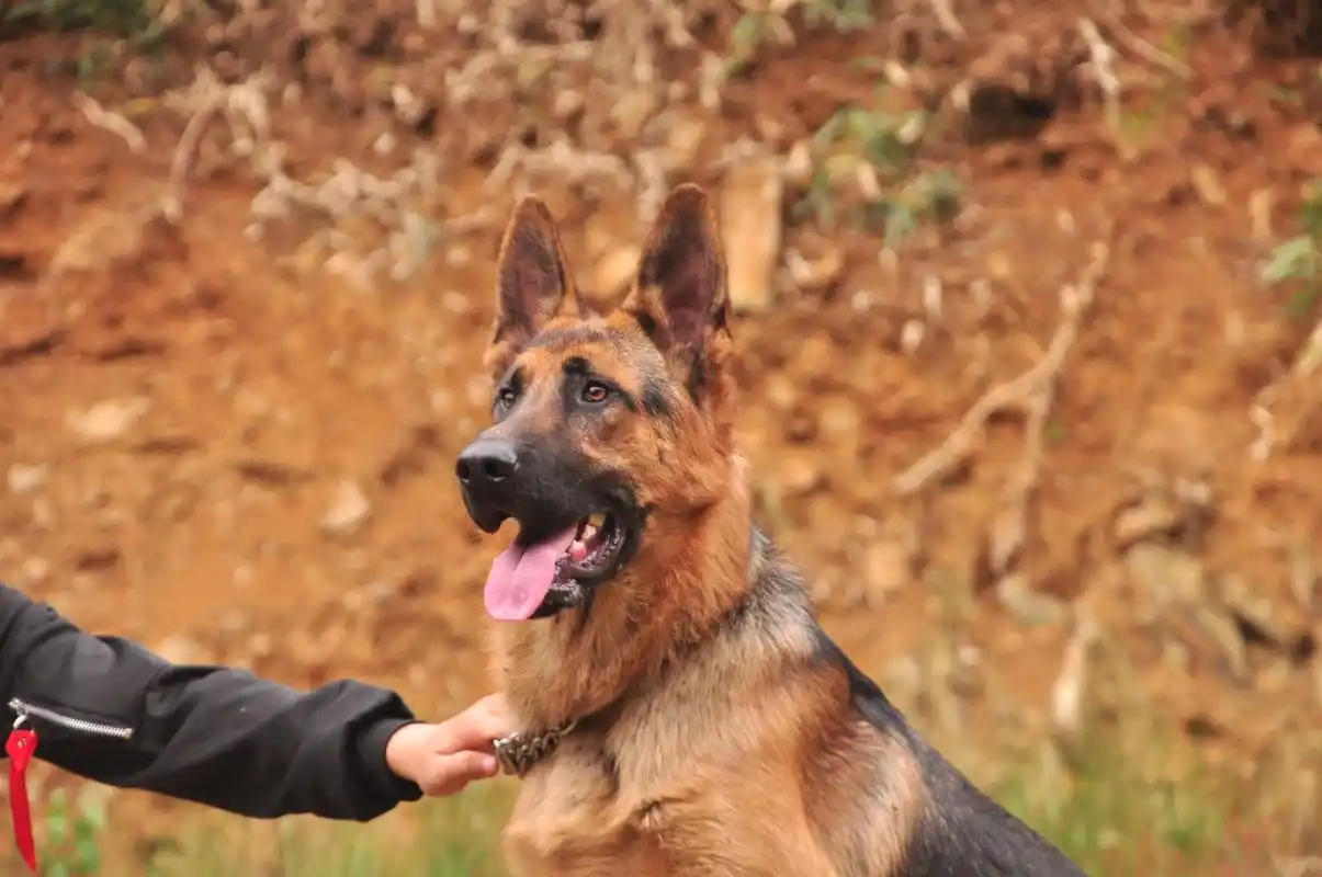 德牧和昆明犬天生就具备护卫搜索能力看狗主人的训狗练习吧