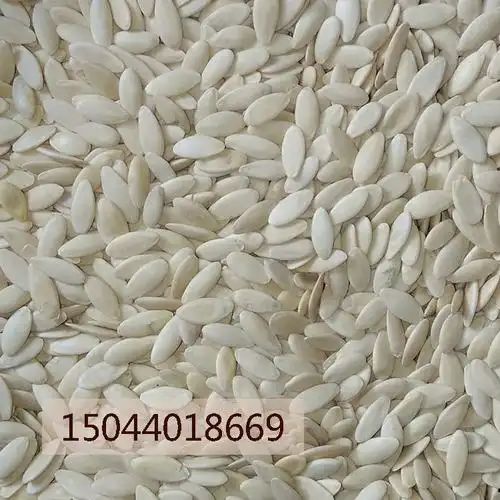 东北黄瓜籽 接骨籽 低温烘培 中药 五谷养生原料 补钙 批发