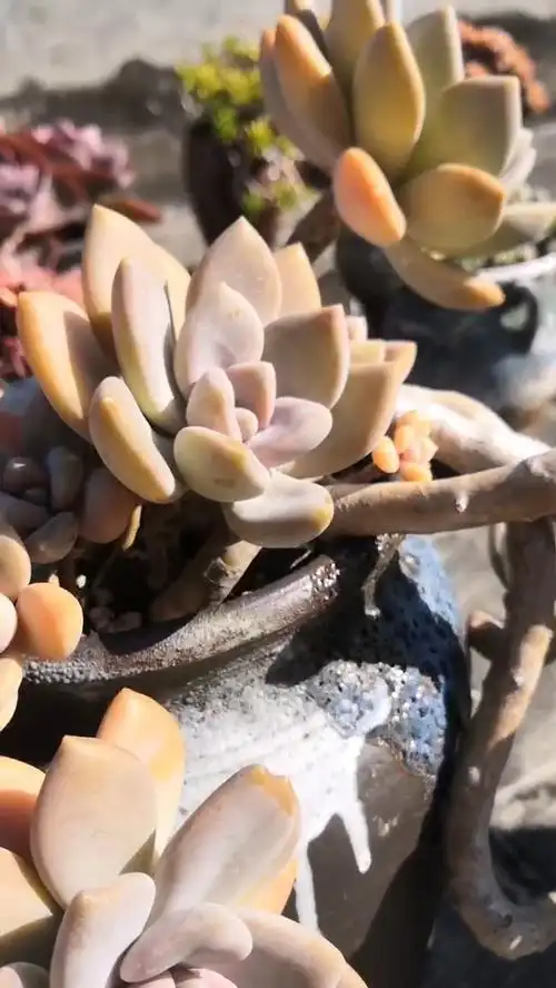 多肉冬美人老桩,看这茎秆的长度和木质化程度,起码养5-6年了吧