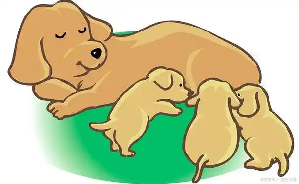 狗狗的孕期:理解和关爱你的未来小狗妈妈