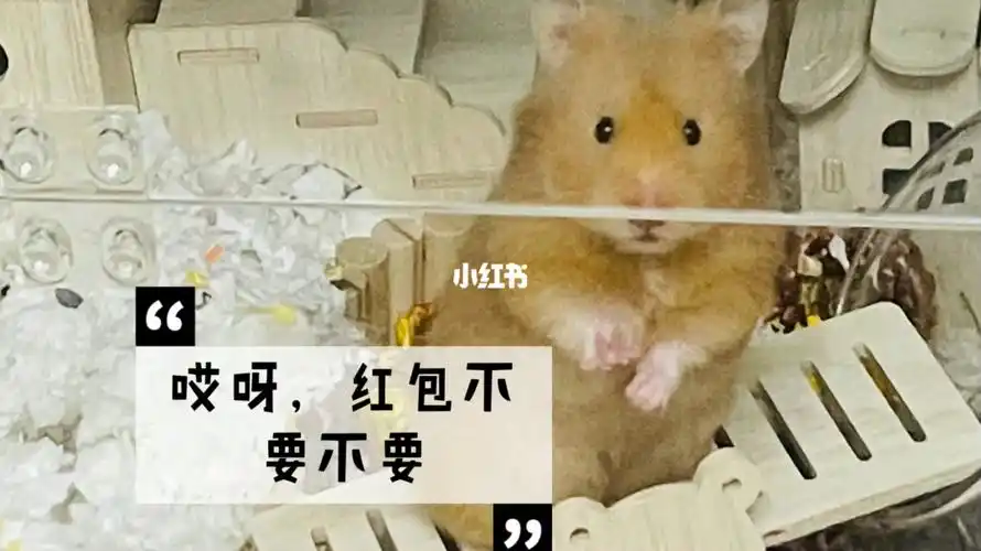 过年金丝熊的红包表情包