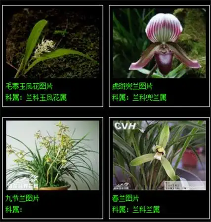 兰花品种大全,看看你认识几种 ? 再不收藏就晚了!