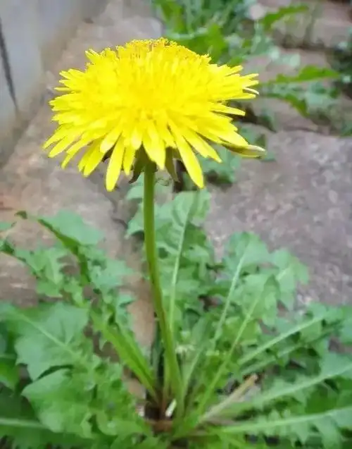 吃蒲公英会腹泻吗相关知识介绍如下目录