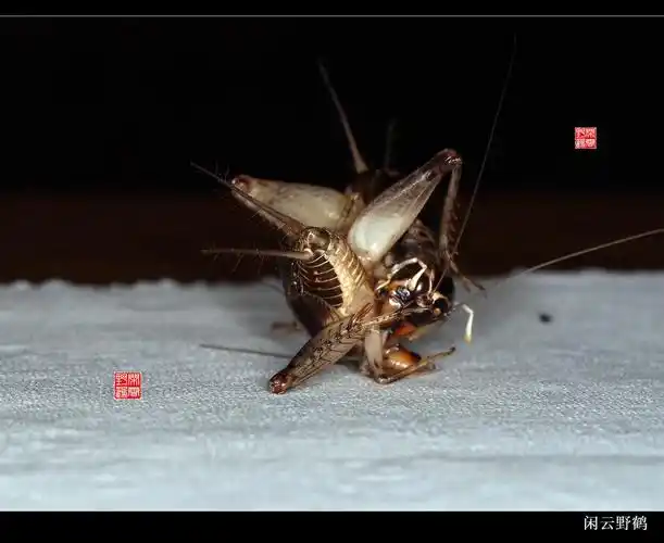 一些关于蟋蟀打斗的抓拍