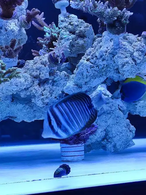 预出一条珍珠大帆吊