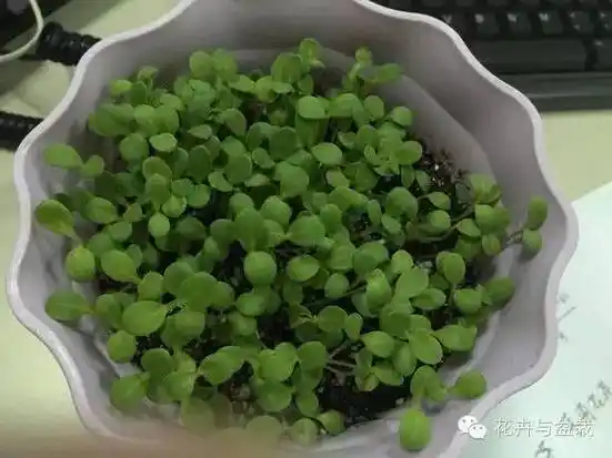 【春季小花】勿忘我的养护和品种介绍