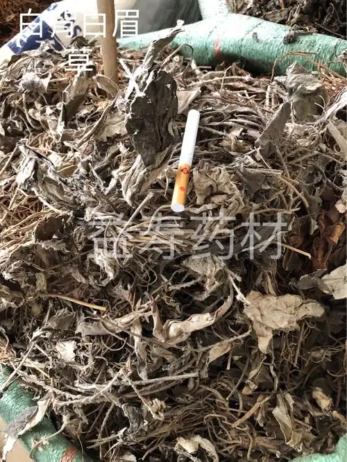 中药材杏香兔耳风兔耳草朝天一支香小一枝箭白眉一柱香扑地毛大丁
