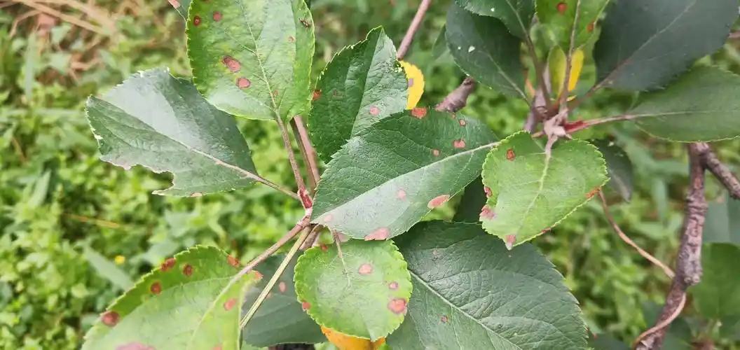 高温多湿,预防果园褐斑病发生_药剂_苹果_套袋