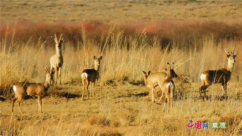 廷·巴特尔牧场上的野生动物"客人"狍子(摄影:廷·巴特尔)