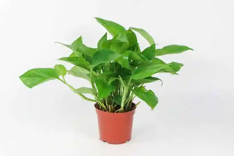 绿萝使用的花2-花,如何扦插?