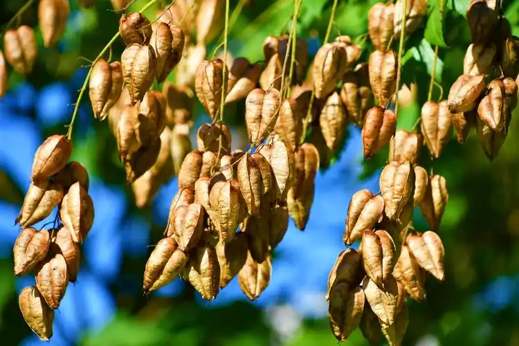 成熟的栾树果实,原创拍摄__财经头条