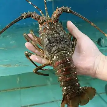 大龙虾小青龙虾海鲜鲜活冷冻水产澳洲龙虾澳龙波龙送礼