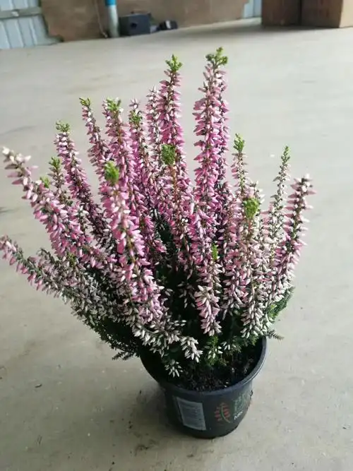 四季欧石楠南非皇后石楠花开花灿烂耐寒盆栽观花植物室内庭院花卉白色