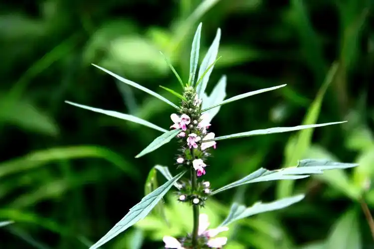 益母草唇形科益母草属