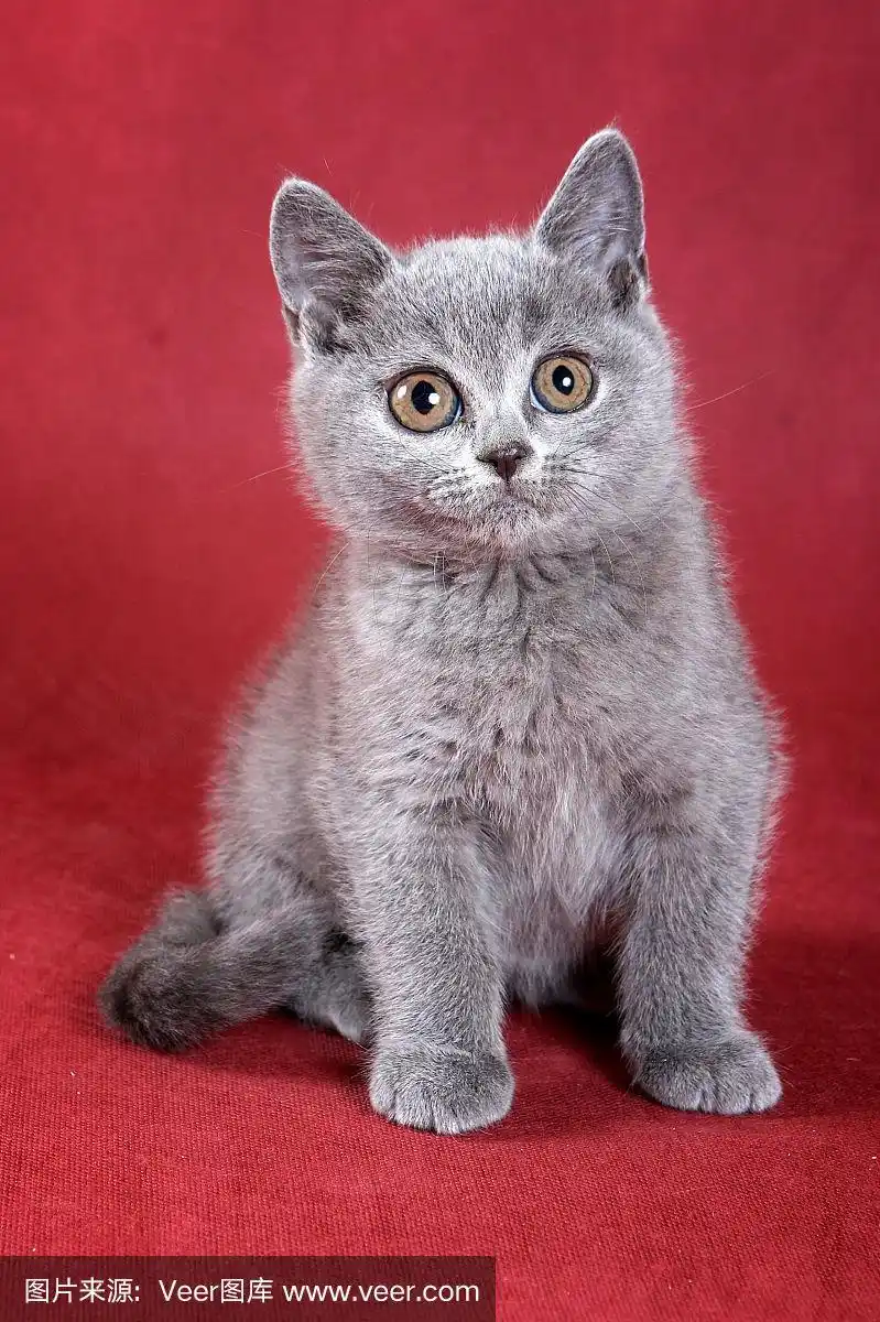 红色背景上的灰色英国猫
