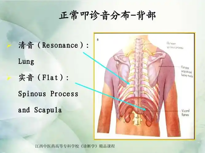 无忧文档 所有分类 医药卫生 临床医学 胸部检查ppt 正常叩诊音分布