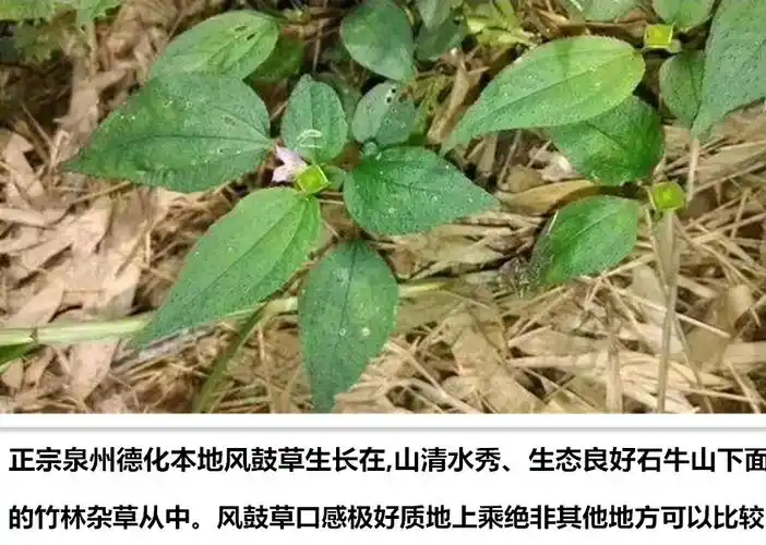 年福建风柜斗草干品半斤风鼓草风谷草楮头红250g.